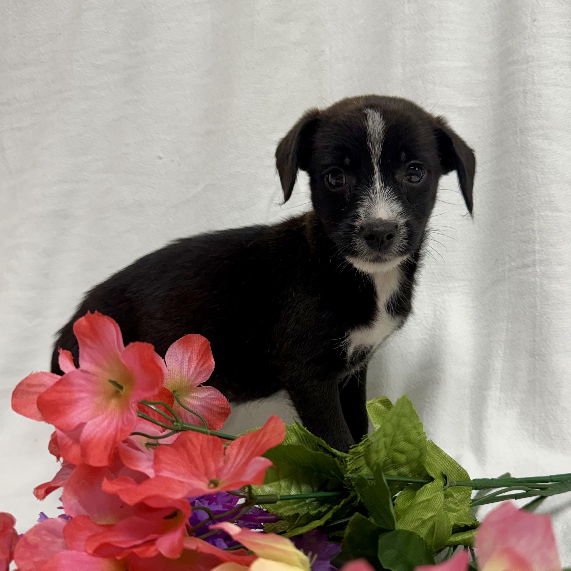 Cheddar the tiny mixed breed puppy, Adoptable, Puppy Female Miniature Pinscher & Schnauzer.