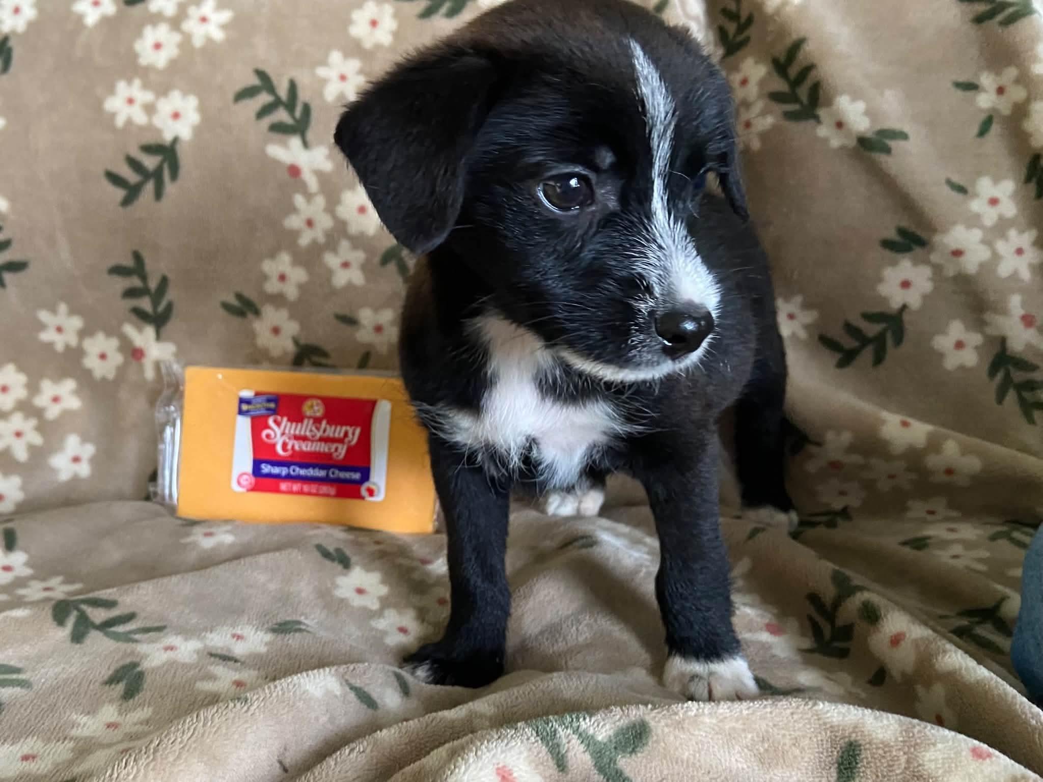 Enlarge Cheddar the tiny mixed breed puppy, a Adopted mixed breed in Muskego, WI image 5/5