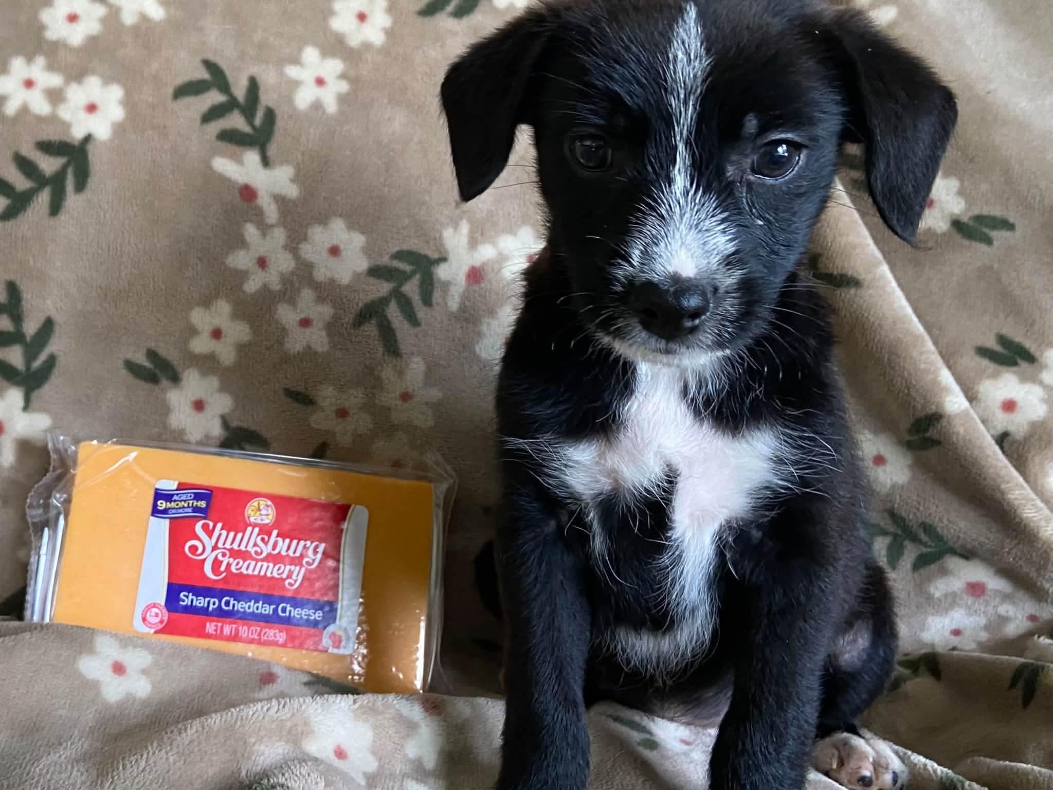 Enlarge Cheddar the tiny mixed breed puppy, a Adopted mixed breed in Muskego, WI image 3/5