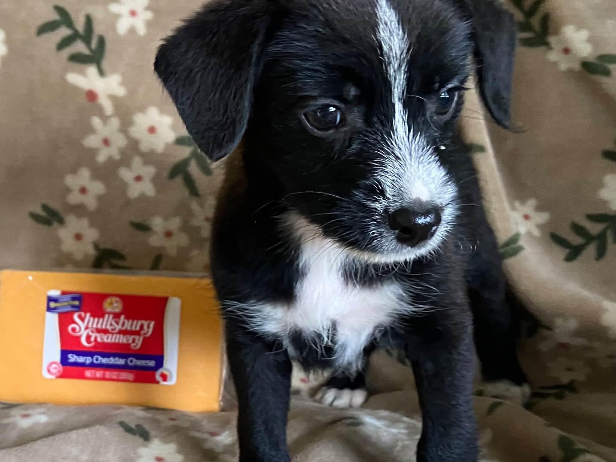 Enlarge Cheddar the tiny mixed breed puppy, a Adopted mixed breed in Muskego, WI image 4/5