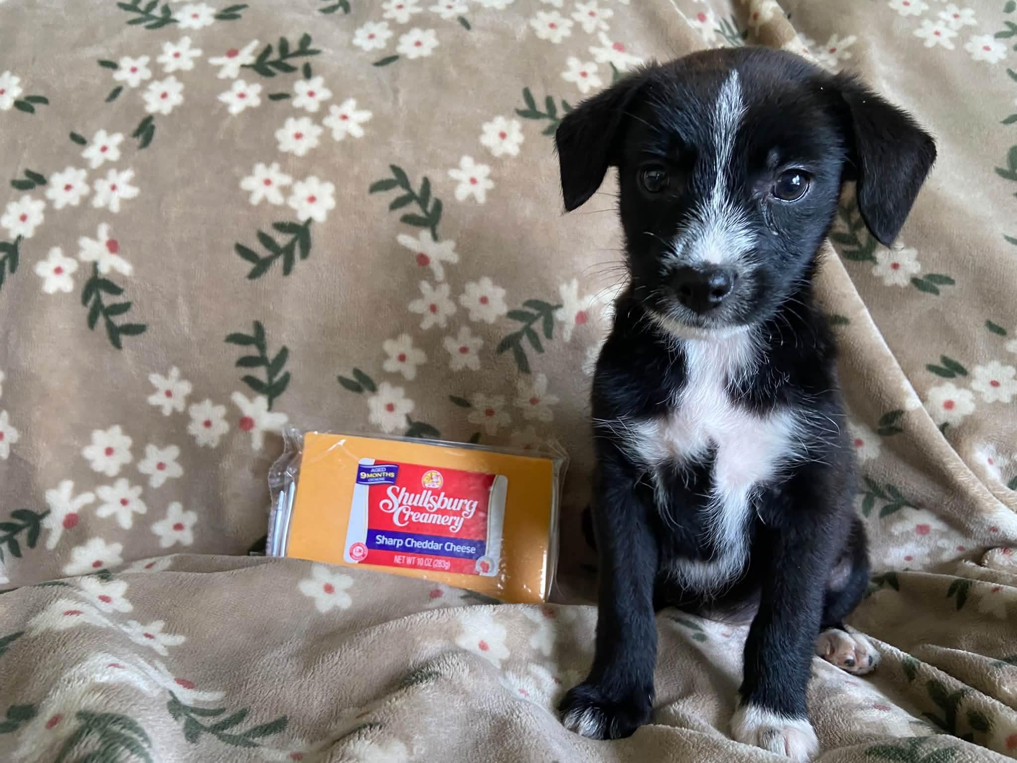 Enlarge Cheddar the tiny mixed breed puppy, a Adopted mixed breed in Muskego, WI image 2/5