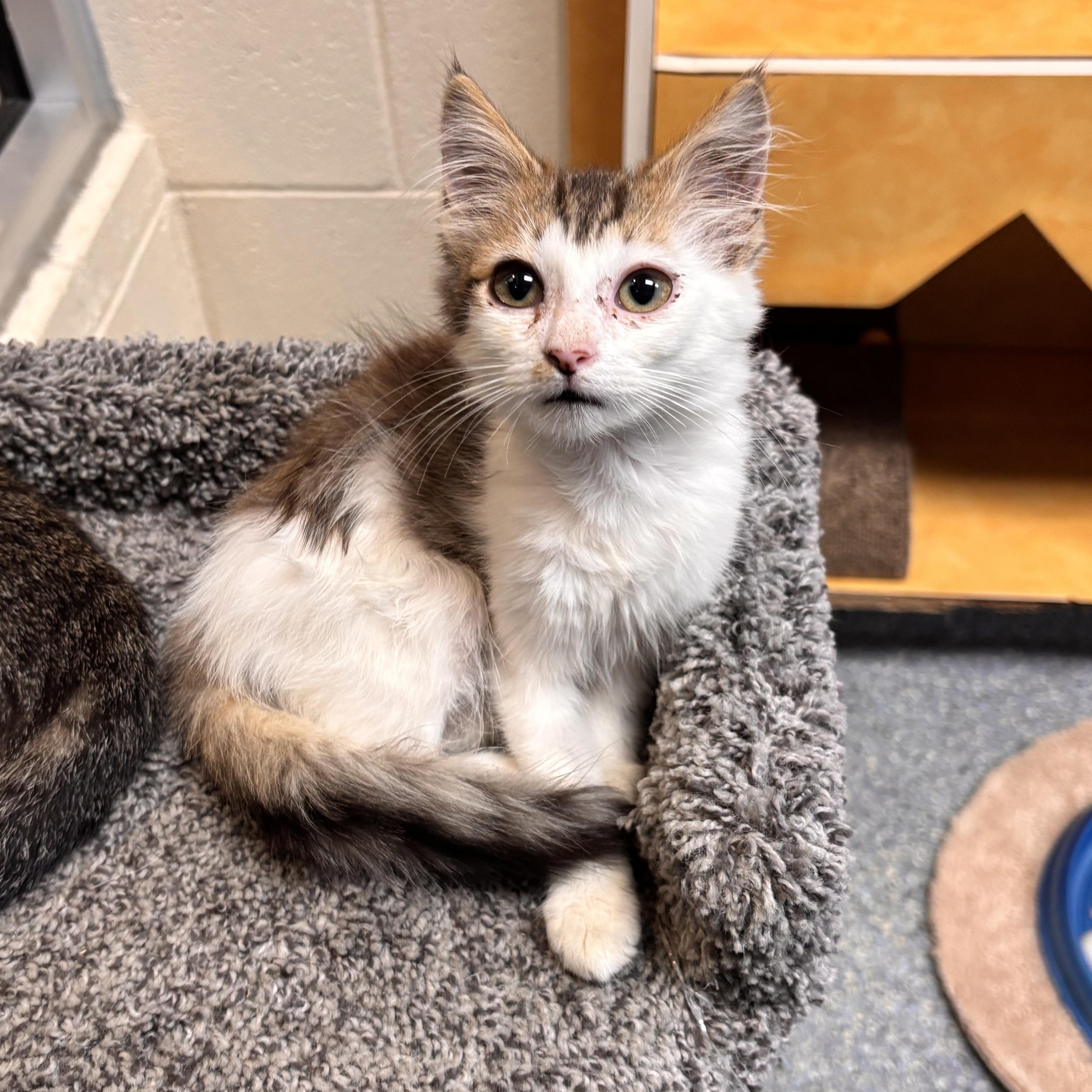 Maria, adoptable, Young Female Domestic Short Hair.