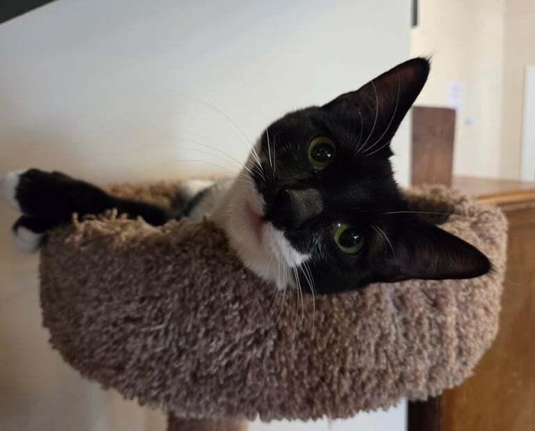 *Riley, Adoptable, Young Female Domestic Short Hair.
