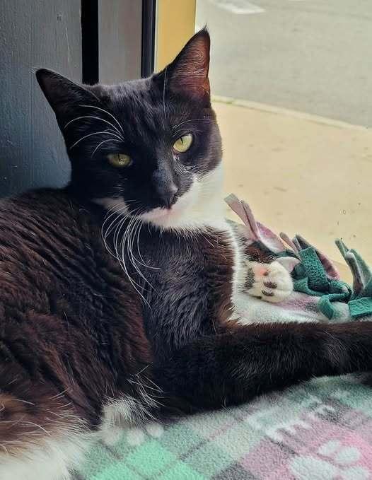 *Riley, a Adoptable Domestic Short Hair in Hudson, NH image 2/2