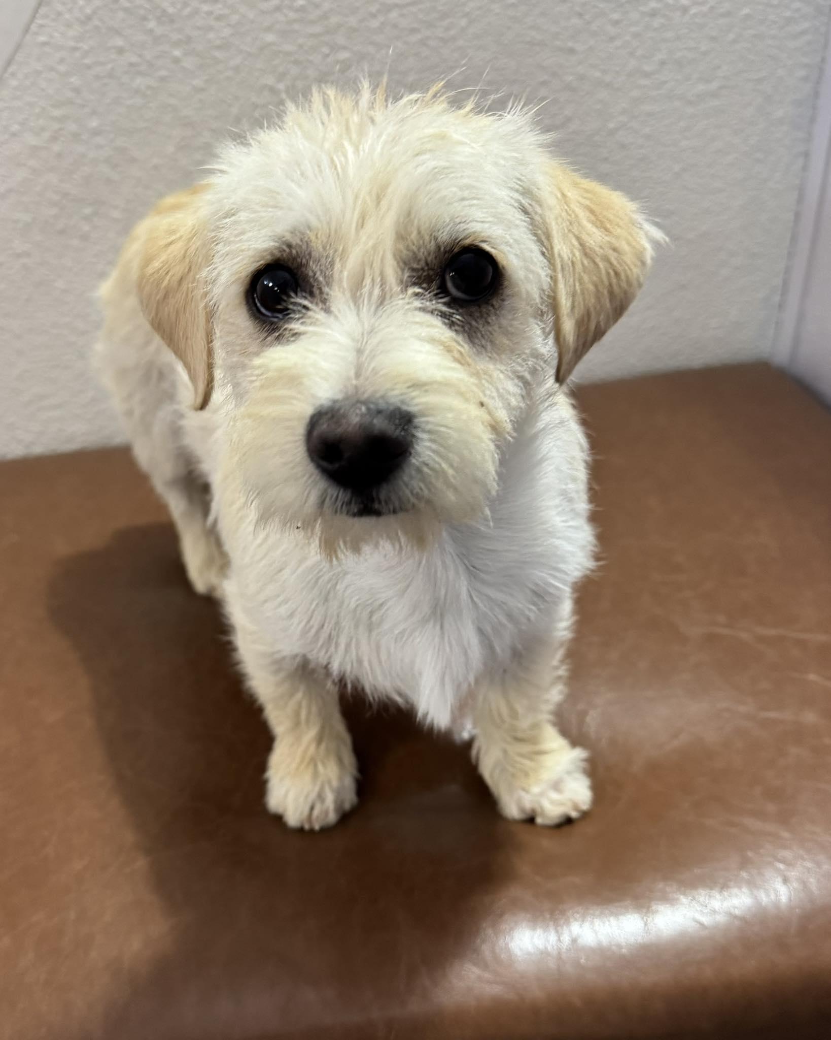 Enlarge Casper, an adopted mixed breed in Las Vegas, NV image 1/1