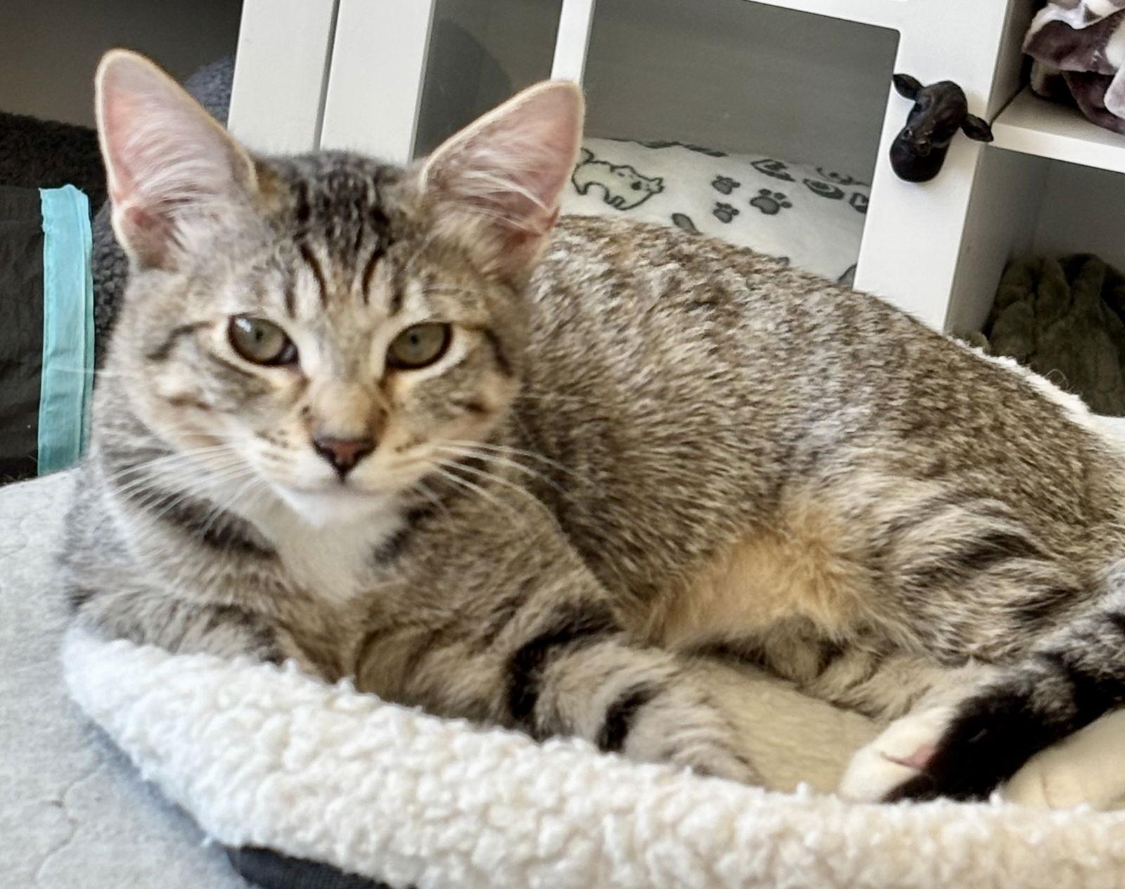 Yazmin, Adoptable, Young Female Domestic Short Hair & Torbie.