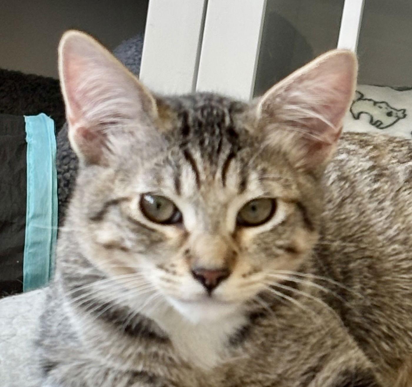 Yazmin, a Adoptable mixed breed in Antioch, CA image 2/2