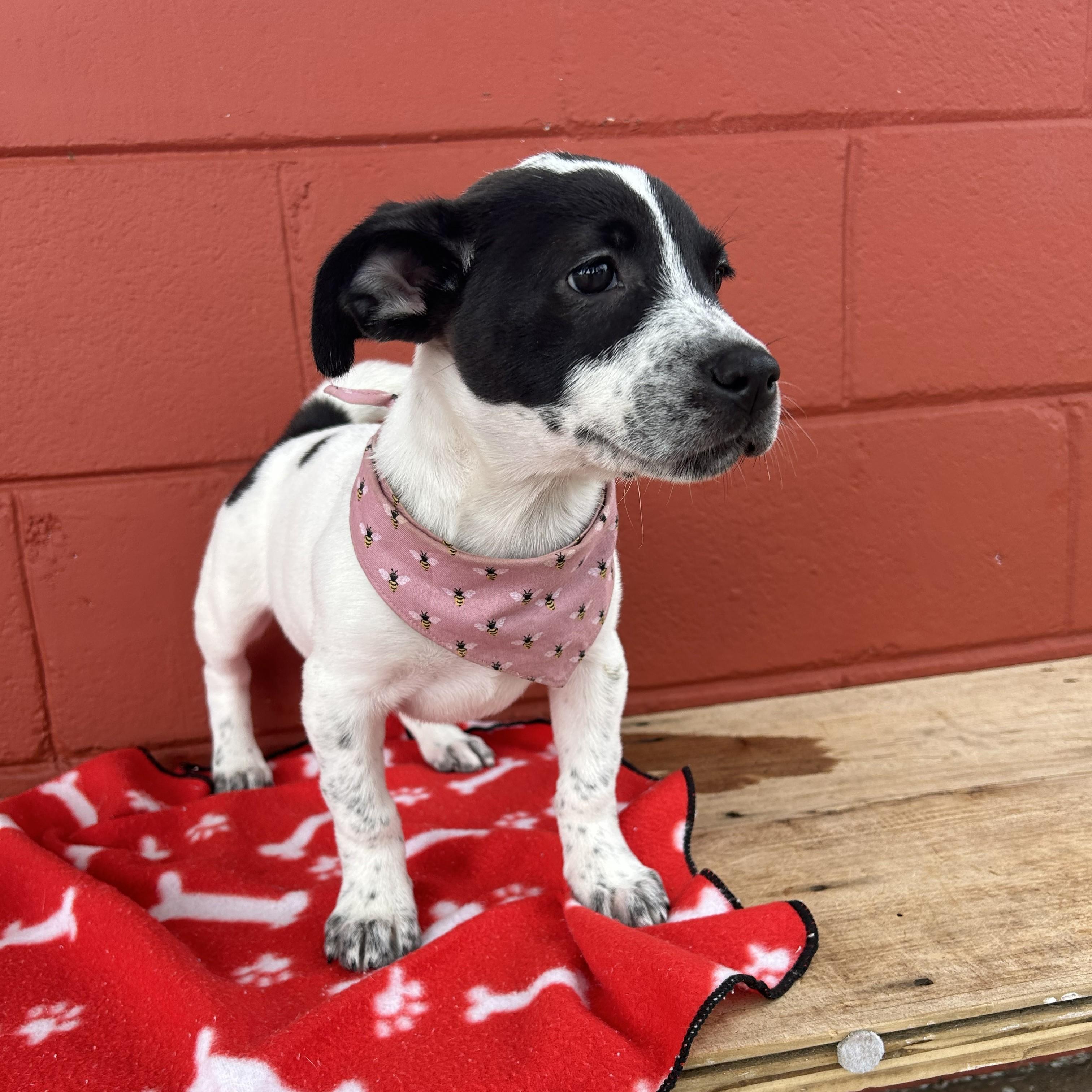 Enlarge Tootsie, a Adoptable mixed breed in Pensacola, FL image 2/4