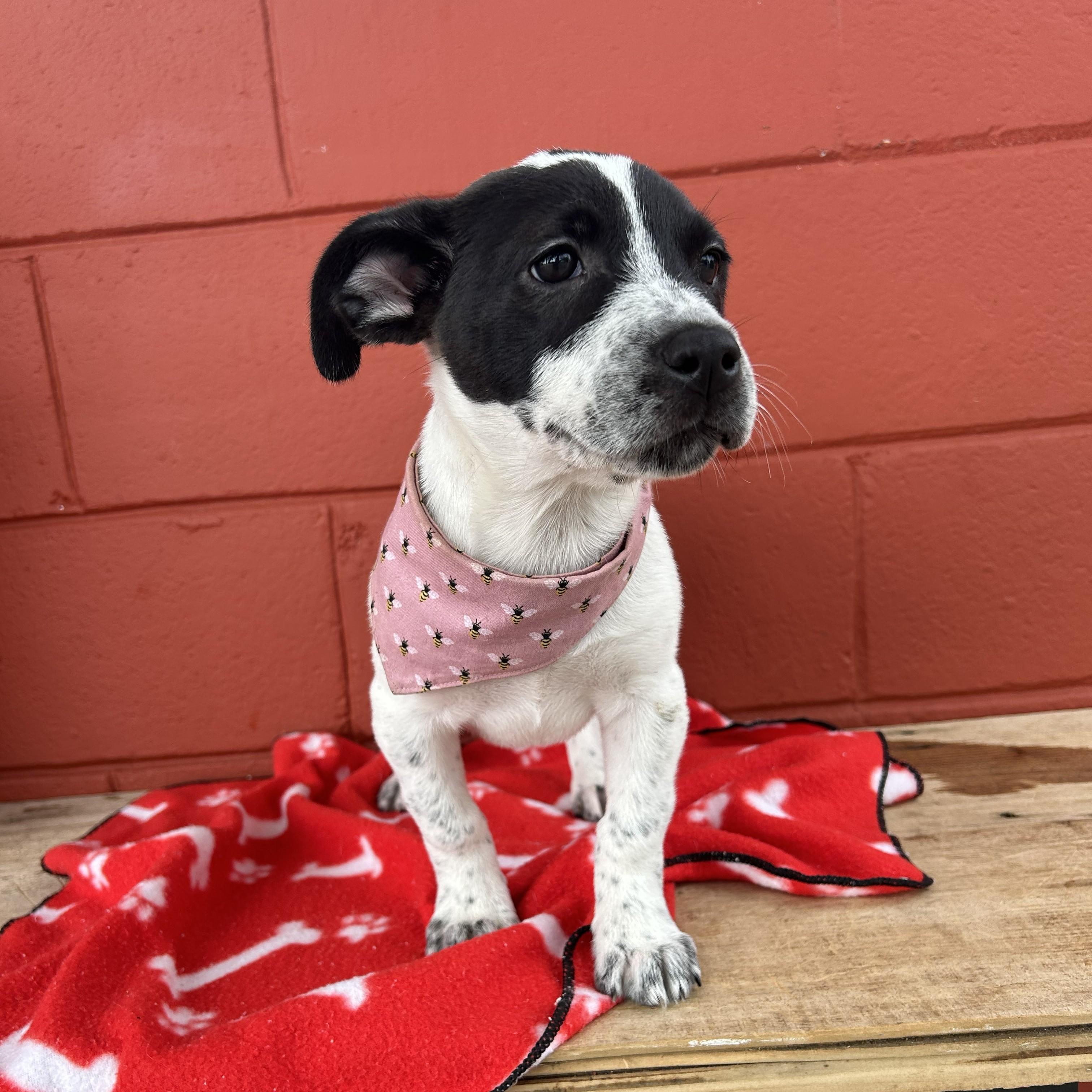 Tootsie, Adoptable, Young Female Fox Terrier.