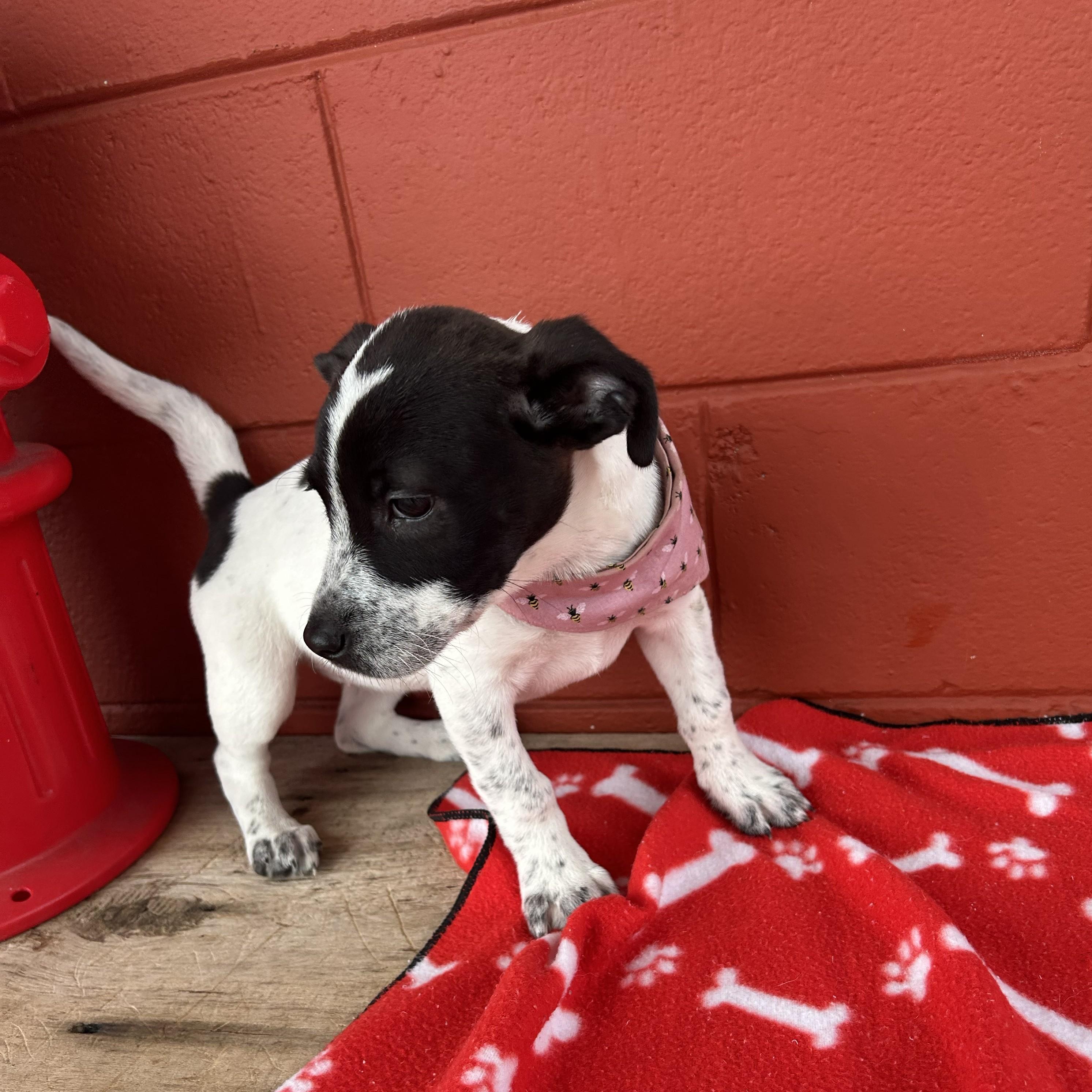 Enlarge Tootsie, a Adoptable mixed breed in Pensacola, FL image 3/4