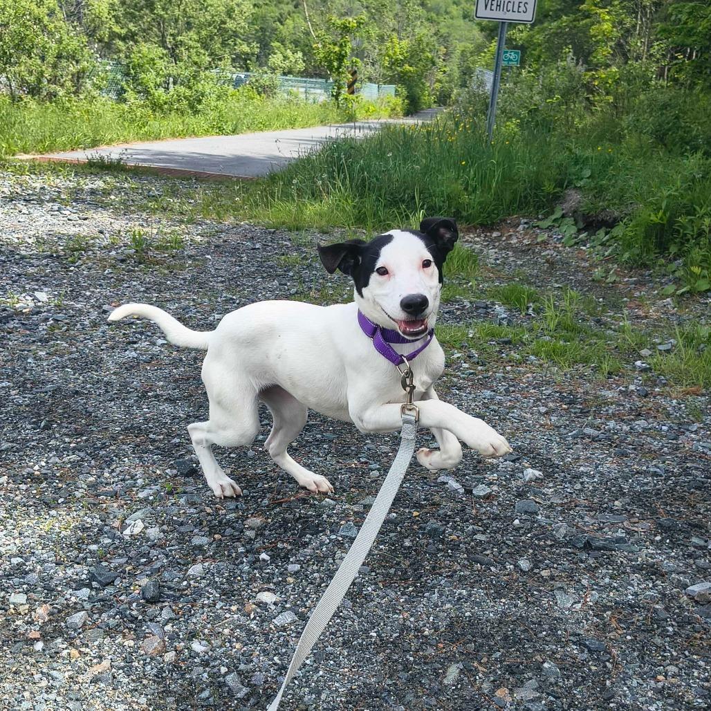 Dita, Adoptable, Young Female Mixed Breed.