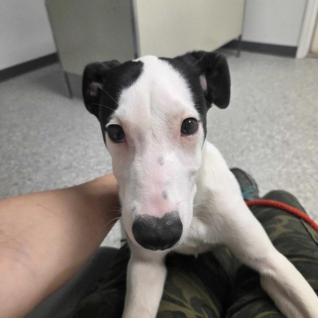 Dita, a Adoptable Mixed Breed in Enfield, NH image 2/2