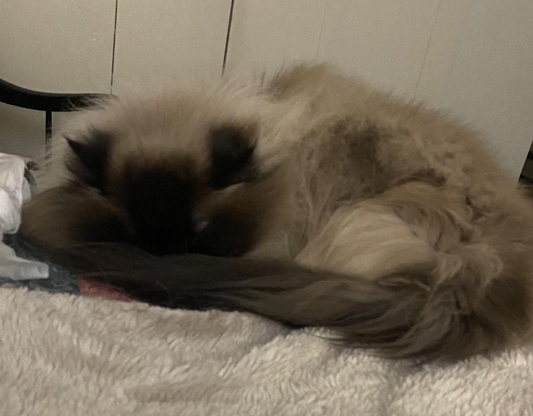 Ashis and Cindis/Courtesy Post, an adoptable Himalayan in Medfield, MA, 02052 | Photo Image 2