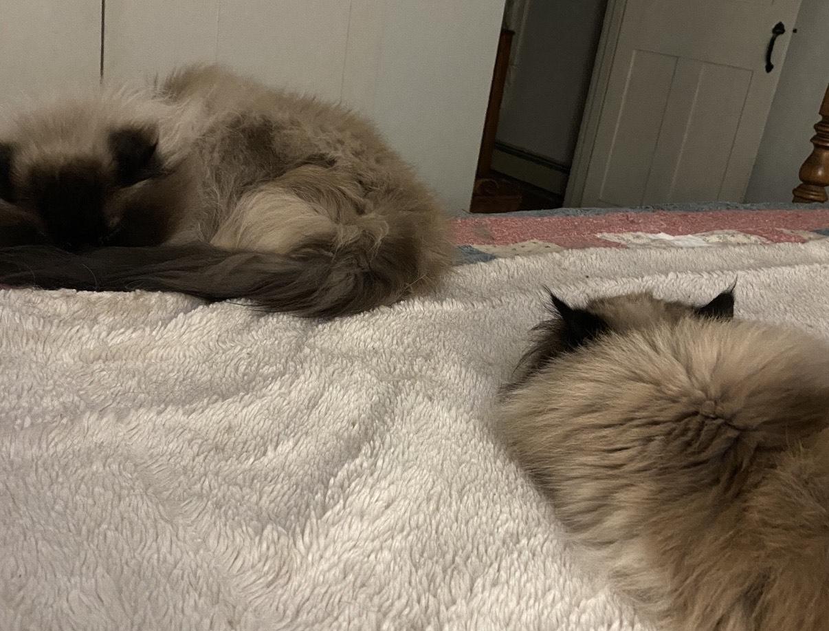 Ashis and Cindis/Courtesy Post, an adoptable Himalayan in Medfield, MA, 02052 | Photo Image 4