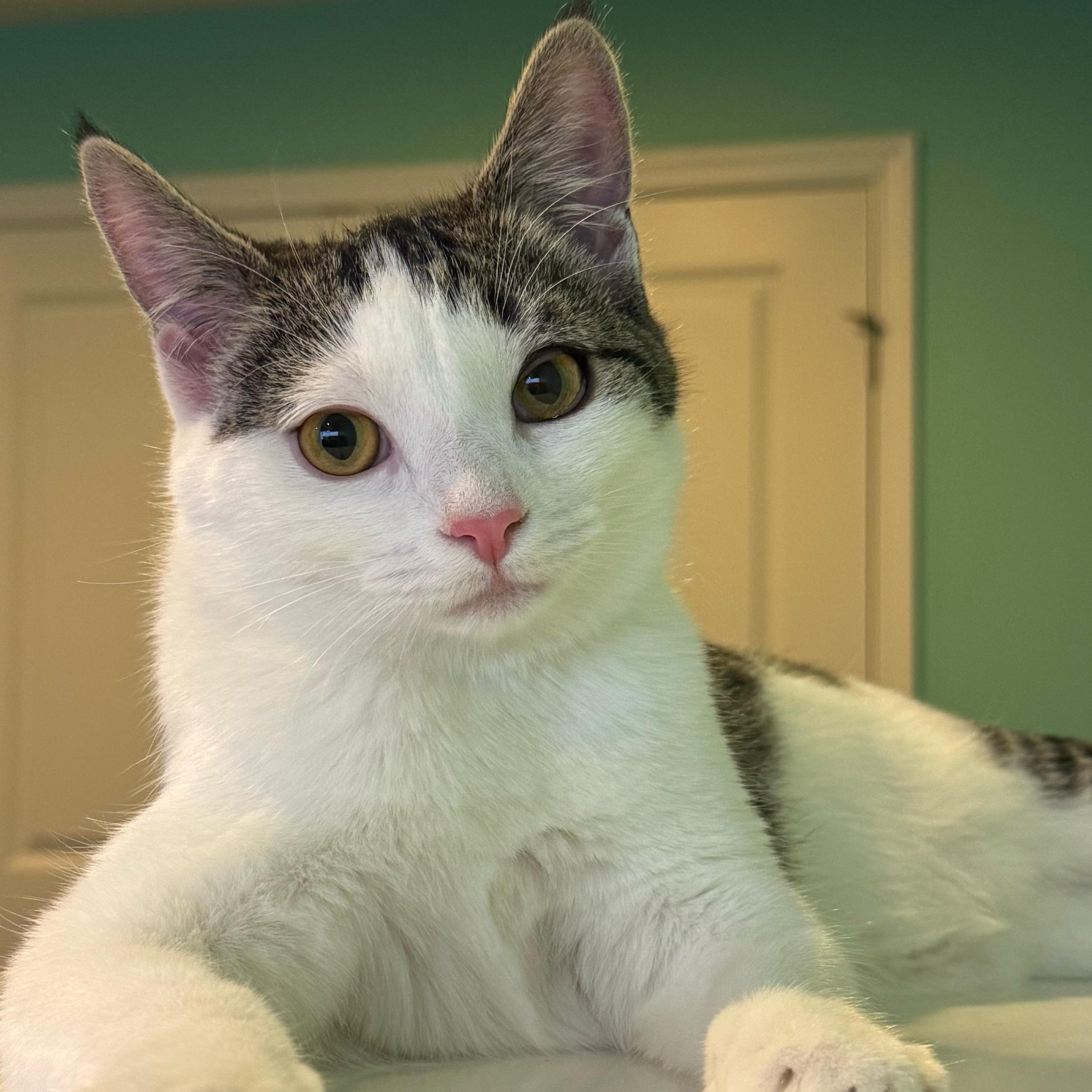 Enlarge Betelgeuse, a Adoptable Domestic Short Hair in Richmond, VA image 1/1