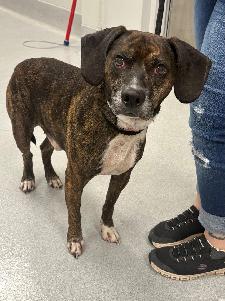 Enlarge Raisins, a Adoptable mixed breed in Chillicothe, OH image 1/1