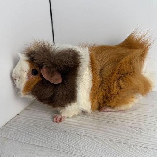 Voltorb, Adoptable, Young Male Guinea Pig.