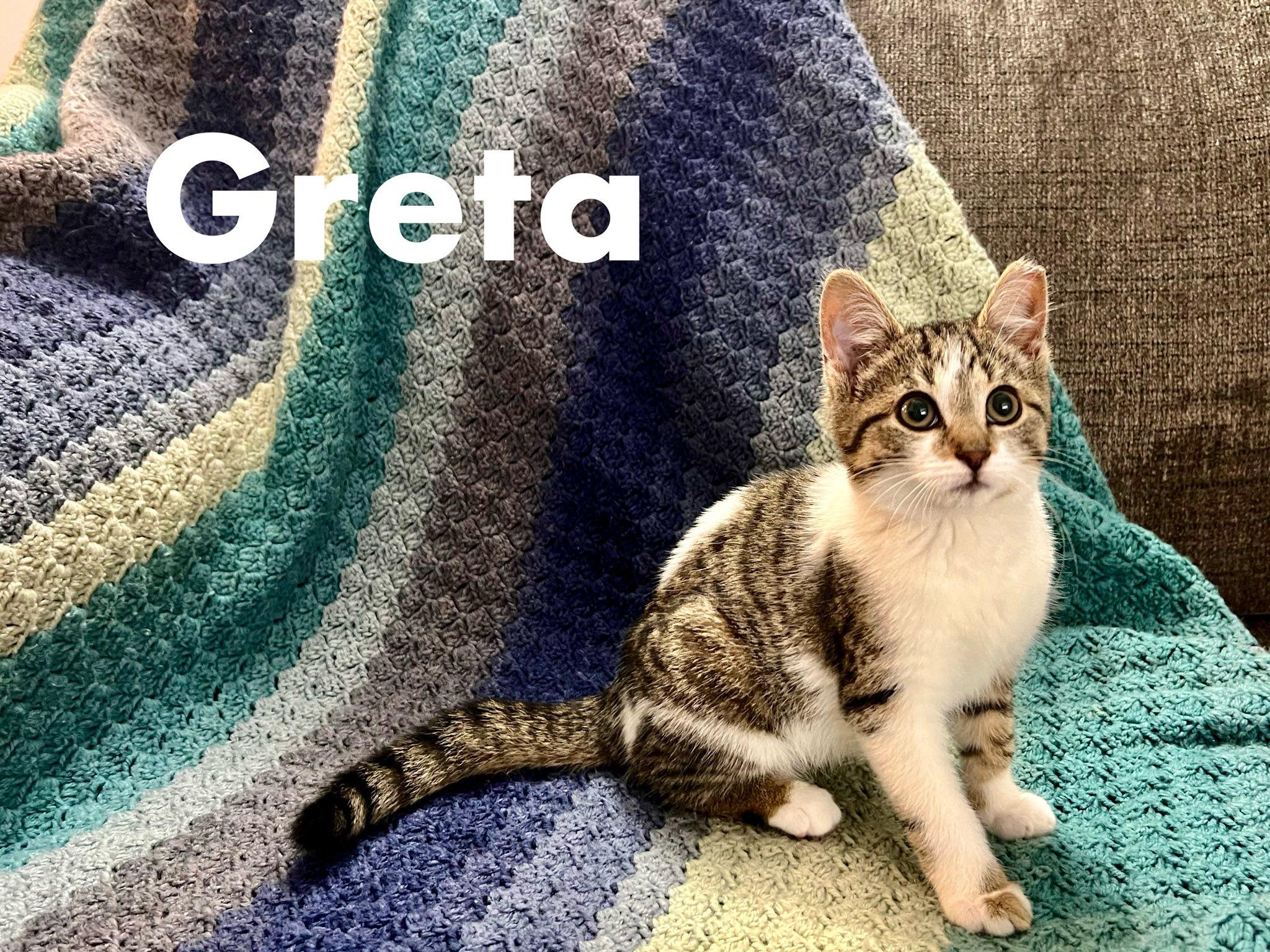 Enlarge Greta, a Adoptable Tabby in Independence, OH image 1/2