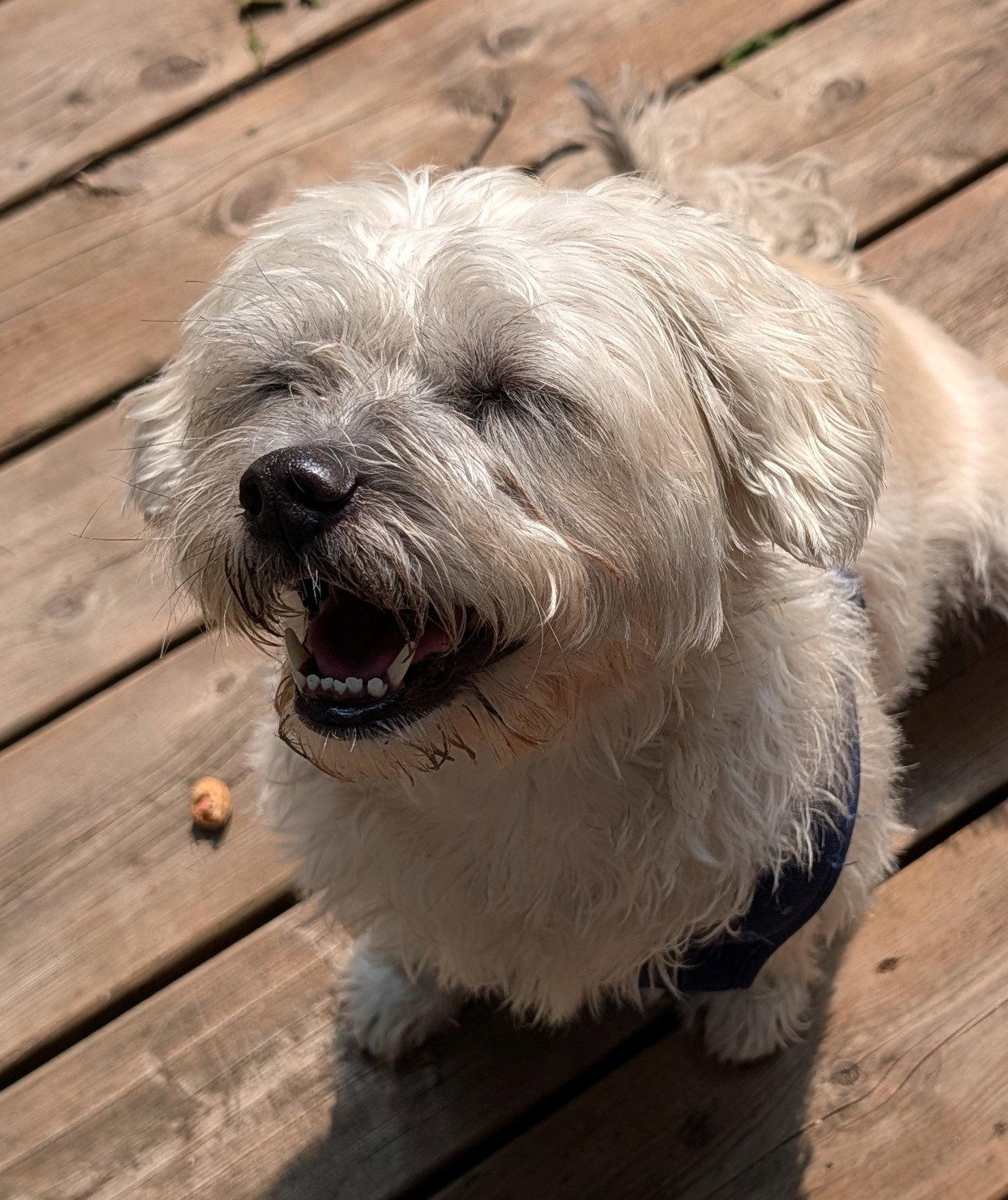 Bella, Adopted, Senior Female Terrier & Shih Tzu.
