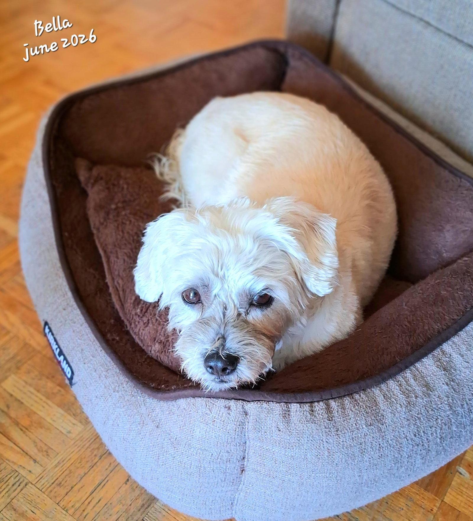 Enlarge Bella, a Adopted mixed breed in Etobicoke, ON image 2/3