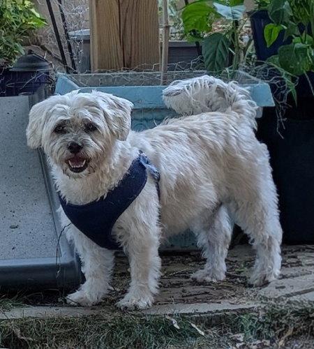 Enlarge Bella, a Adopted mixed breed in Etobicoke, ON image 3/3