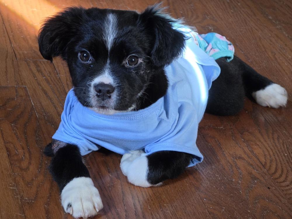Cybil, a Adoptable mixed breed in Wake Forest, NC image 2/5