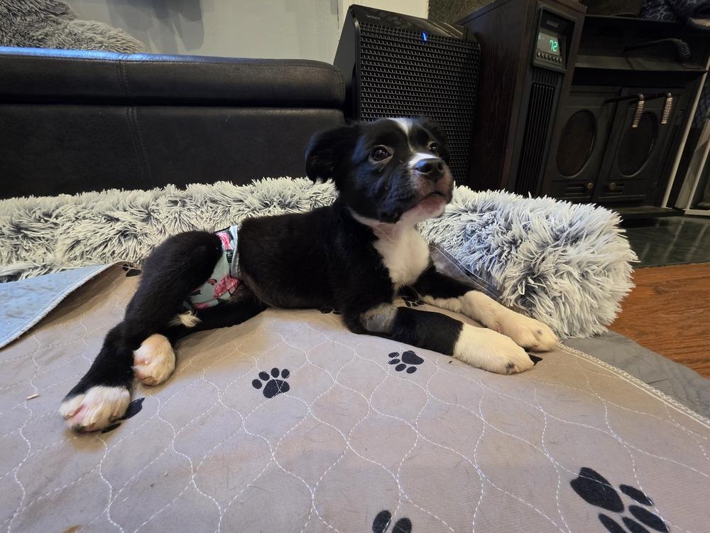 Cybil, a Adoptable mixed breed in Wake Forest, NC image 3/5