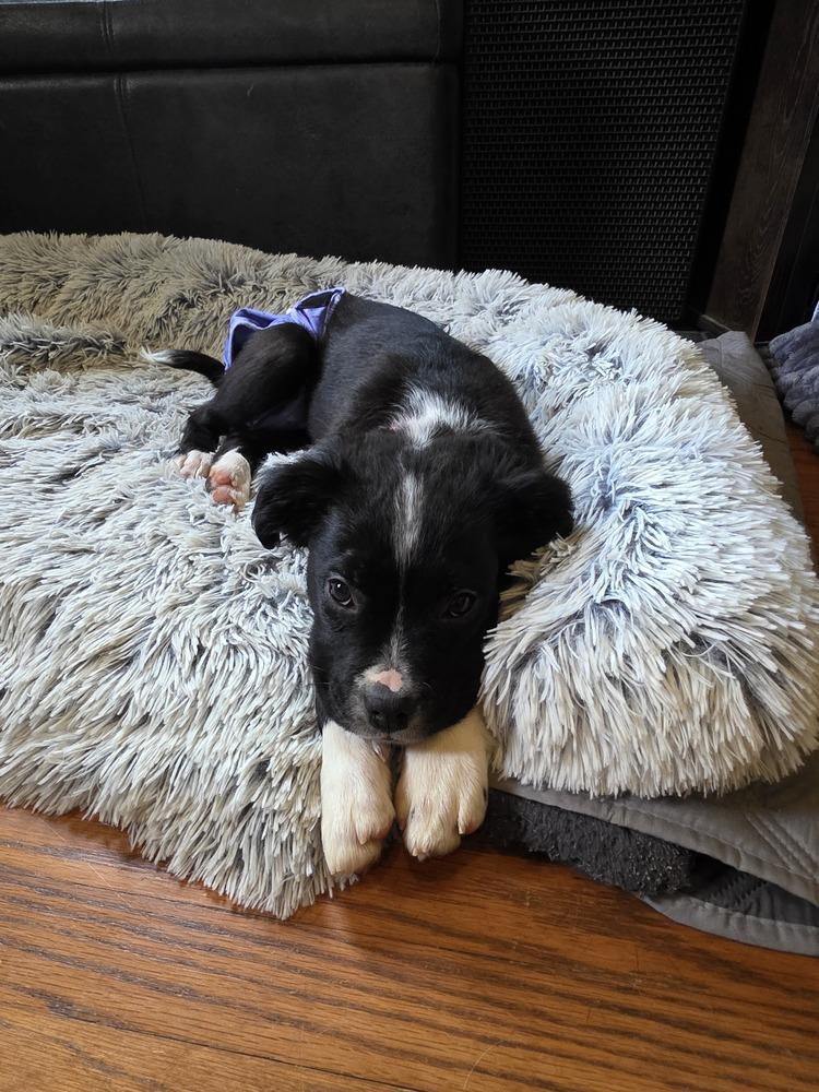 Cybil, a Adoptable mixed breed in Wake Forest, NC image 4/5