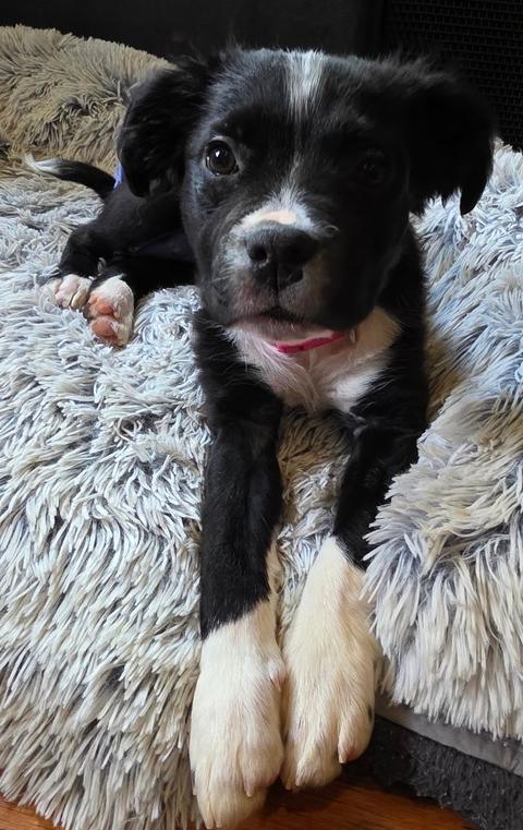 Cybil, a Adoptable mixed breed in Wake Forest, NC image 5/5