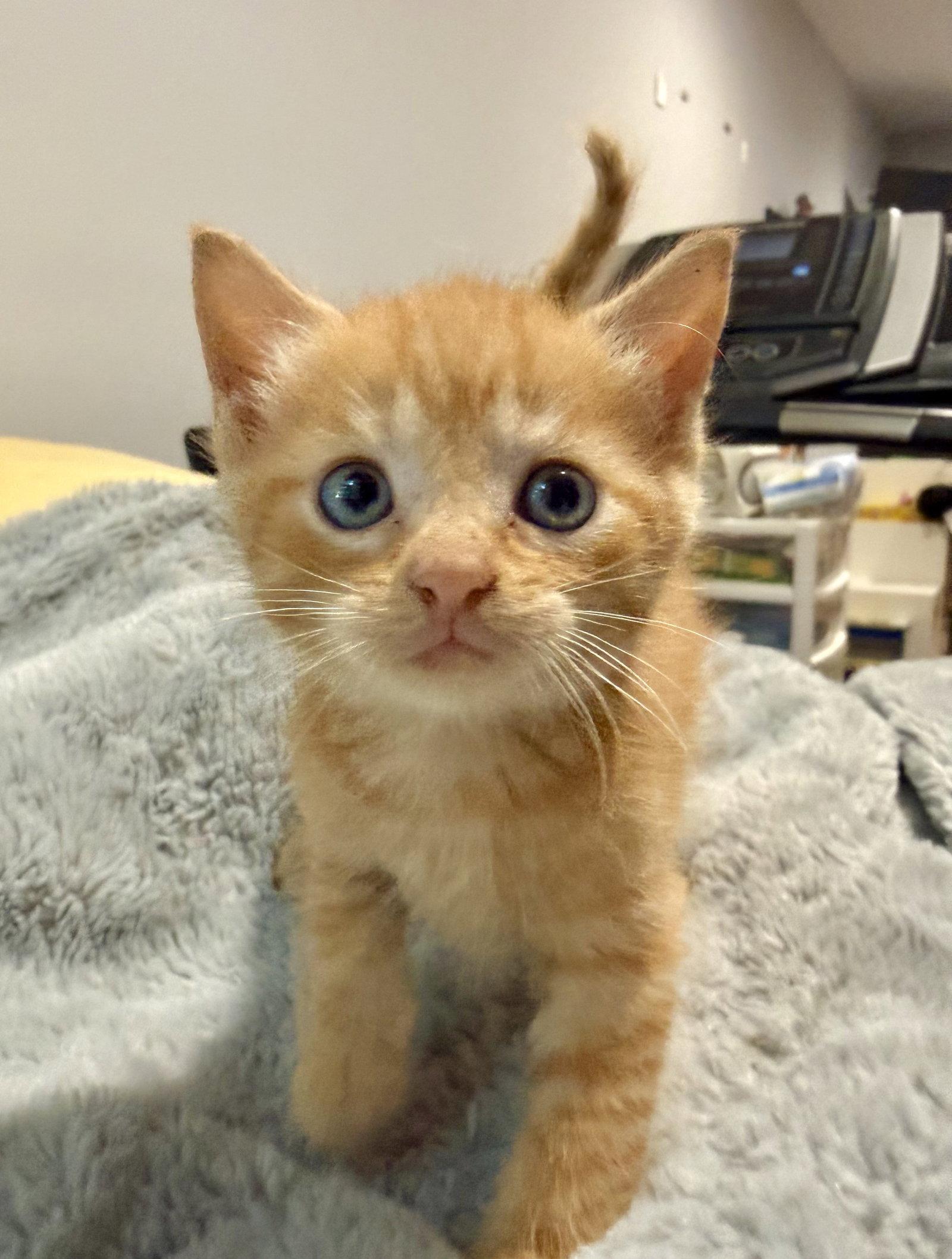 Enlarge *George, a Adopted Domestic Short Hair in Forest, VA image 1/1