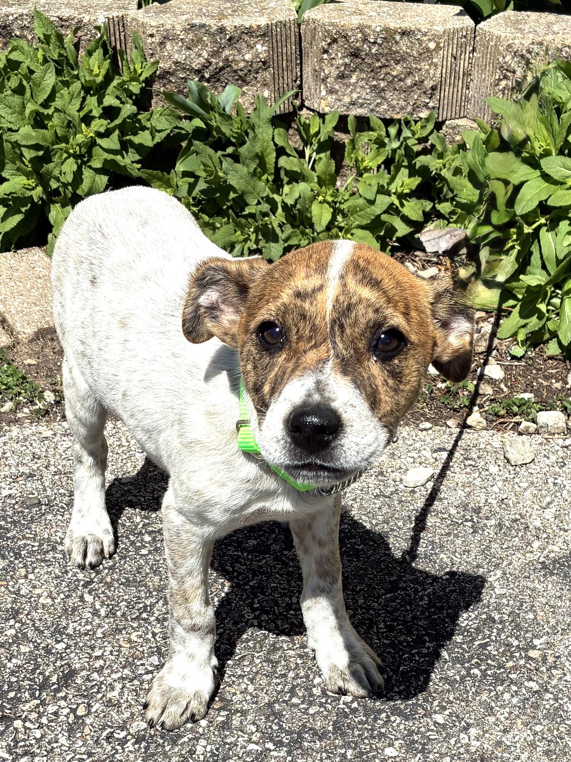 Enlarge Calloway, a ADOPTABLE Mixed Breed in West Chicago, IL image 2/3