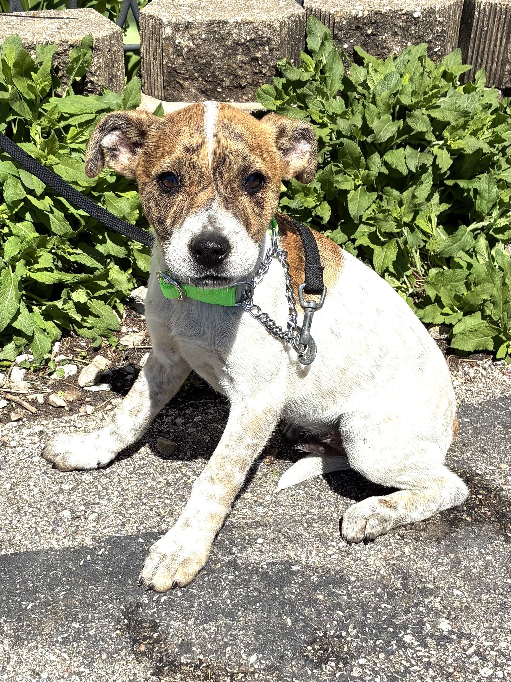 Enlarge Calloway, a ADOPTABLE Mixed Breed in West Chicago, IL image 1/3