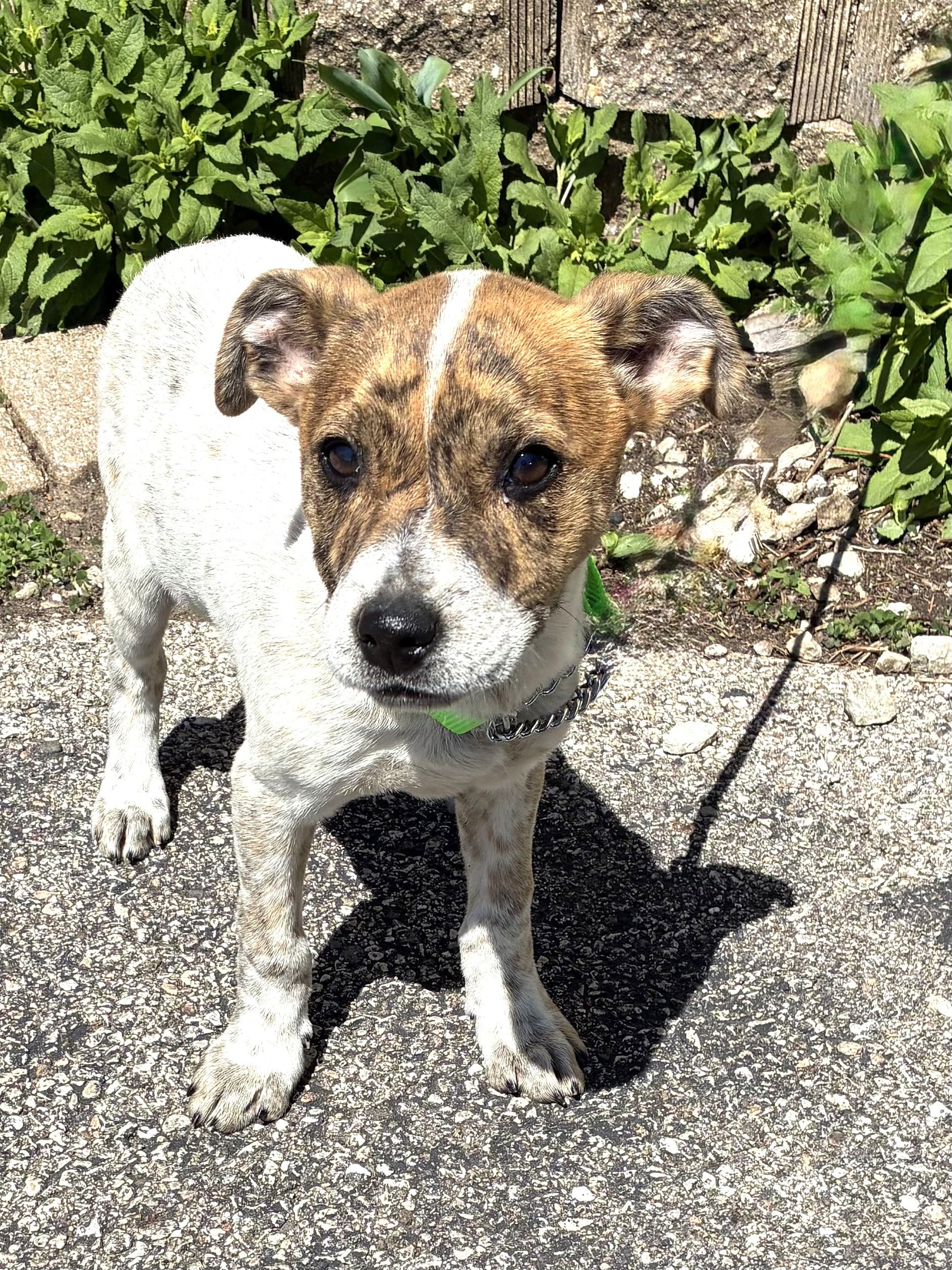 Enlarge Calloway, a ADOPTABLE Mixed Breed in West Chicago, IL image 3/3