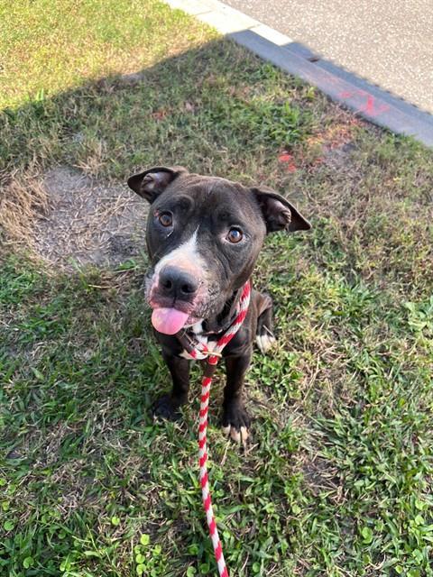 CHOK, Adoptable, Young Male Mixed Breed.