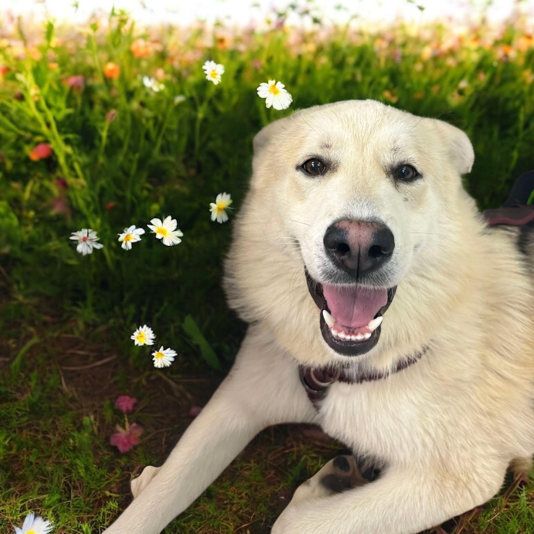 Blossom, Young Female Shepherd
