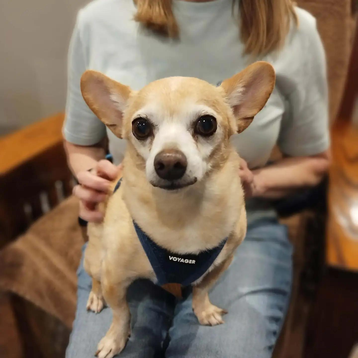 Enlarge RueRue, a ADOPTABLE Chihuahua in Boone, IA image 1/1