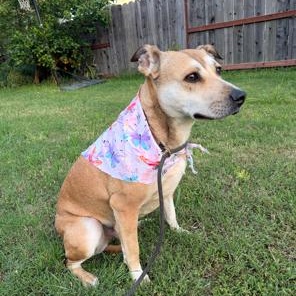 Enlarge Chula, a Adoptable mixed breed in Lodi, CA image 2/5