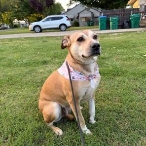 Enlarge Chula, a Adoptable mixed breed in Lodi, CA image 5/5