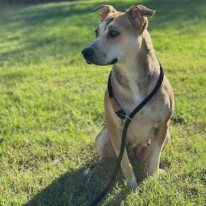 Chula, Adoptable, Young Female Pit Bull Terrier.