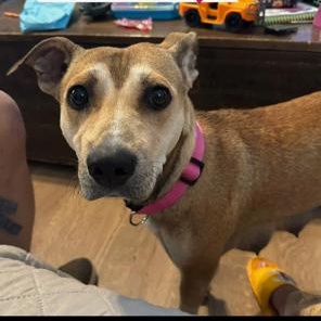 Enlarge Chula, a Adoptable mixed breed in Lodi, CA image 4/4