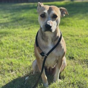 Enlarge Chula, a Adoptable mixed breed in Lodi, CA image 2/4