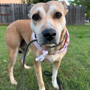 Enlarge Chula, a Adoptable mixed breed in Lodi, CA image 3/5