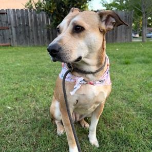 Chula, Adoptable, Young Female Pit Bull Terrier.