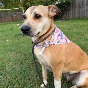 Enlarge Chula, a Adoptable mixed breed in Lodi, CA image 4/5