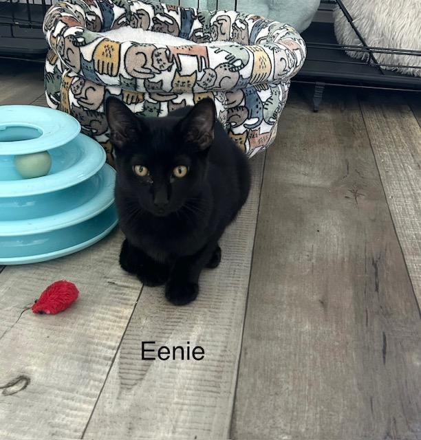 Eenie, Adoptable, Young Male Domestic Short Hair.