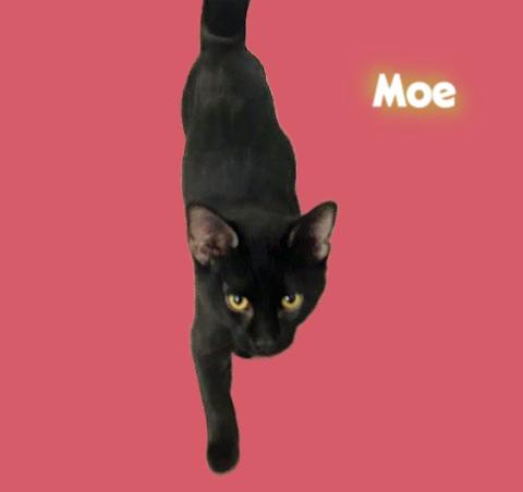 Enlarge Moe, a Adoptable Domestic Short Hair in Klamath Falls, OR image 1/1