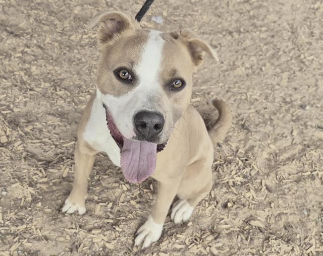 PRETTY GIRL, Adoptable, Young Female Pit Bull Terrier & Mixed Breed.