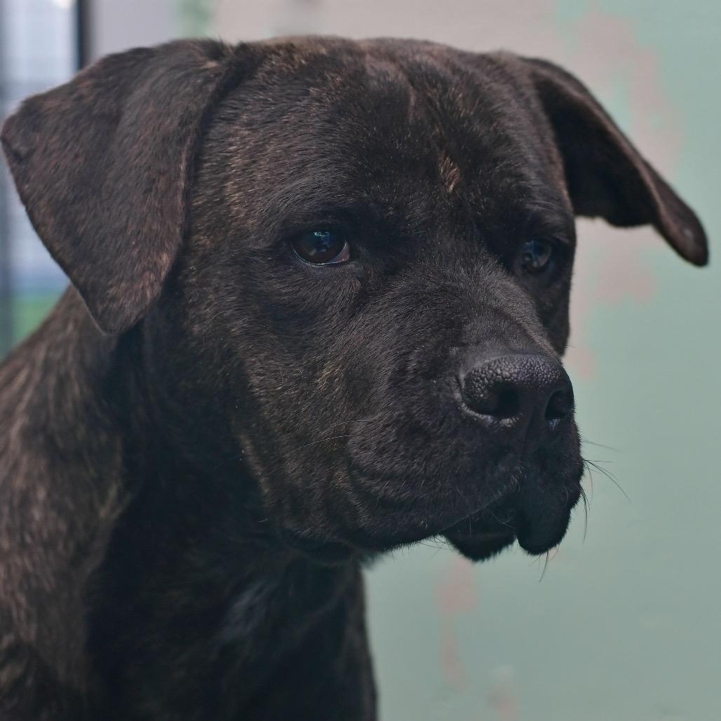 River, Adoptable, Adult Female Pit Bull Terrier.