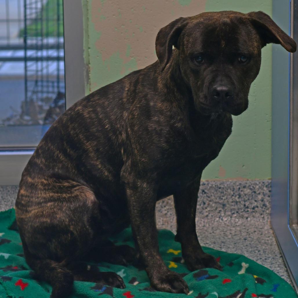 Enlarge River, a Adoptable Pit Bull Terrier in Ottawa, KS image 2/2