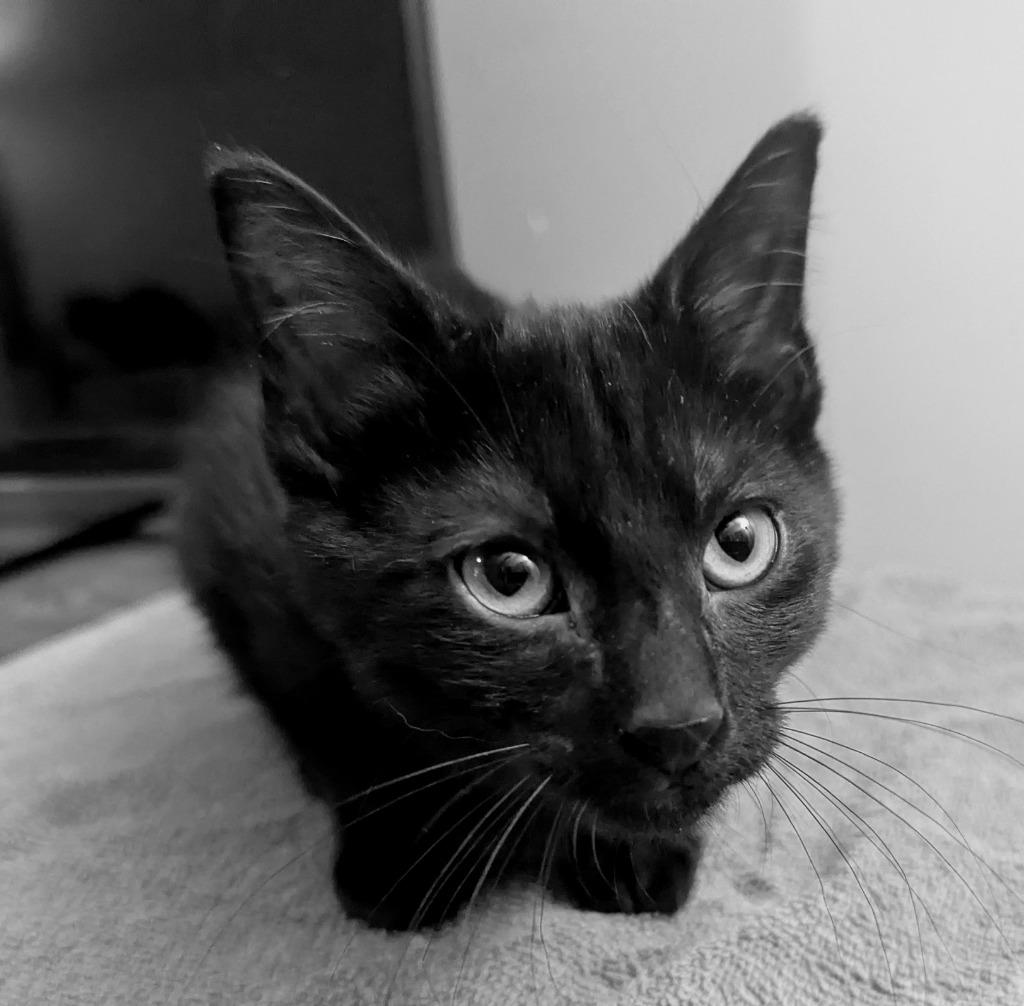 Just Friends (Juno), a Adoptable mixed breed in Olathe, KS image 1/4
